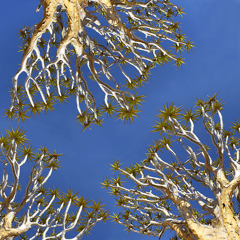 Kokerboom trees 01